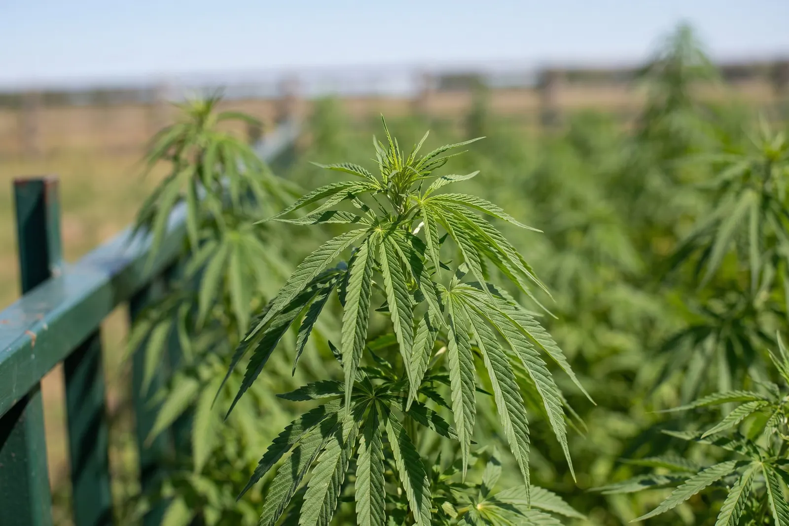 Hemp leaves growing in a field