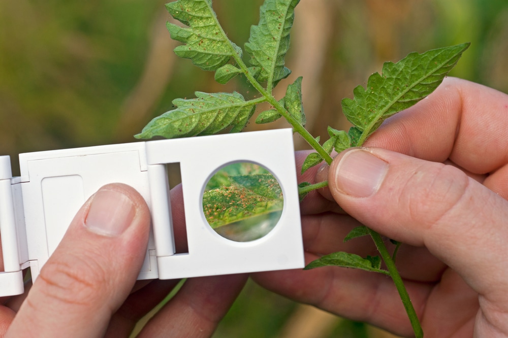 hands conducting integrated pest management check on plant