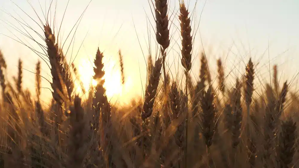 wheat moving in the breeze with a sun ray in the background